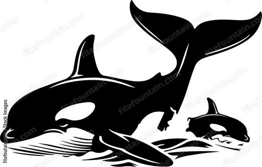 Killer Whale And Baby