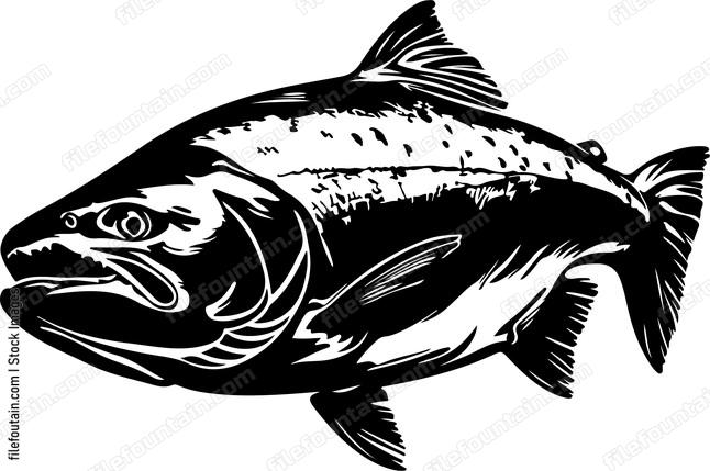 King salmon fish