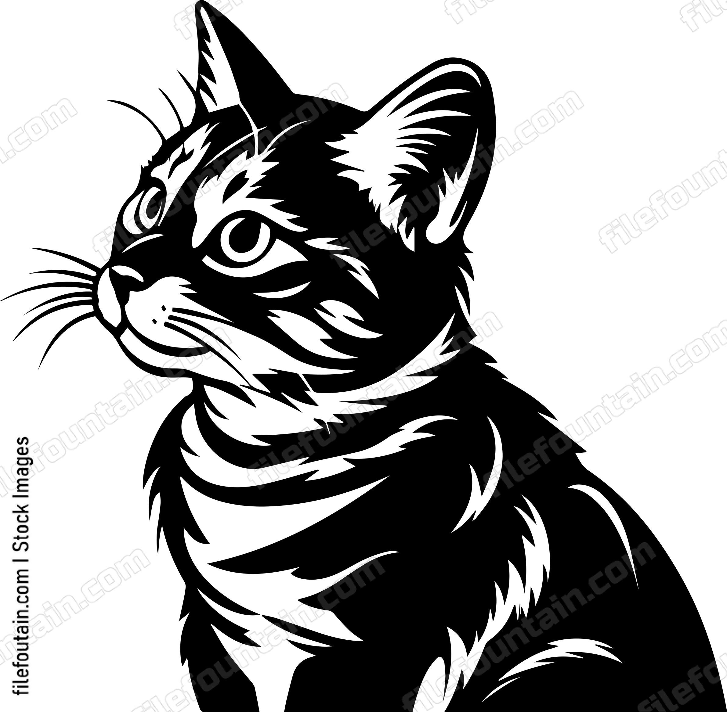 Kitten