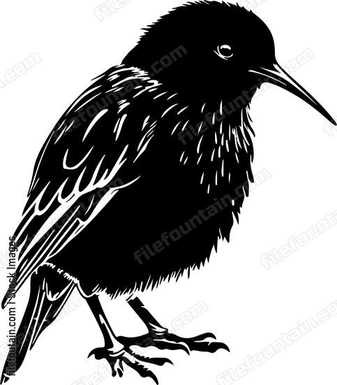 Kiwi Bird