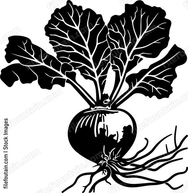 Kohlrabi