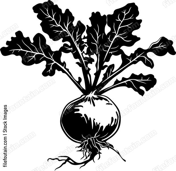 Kohlrabi