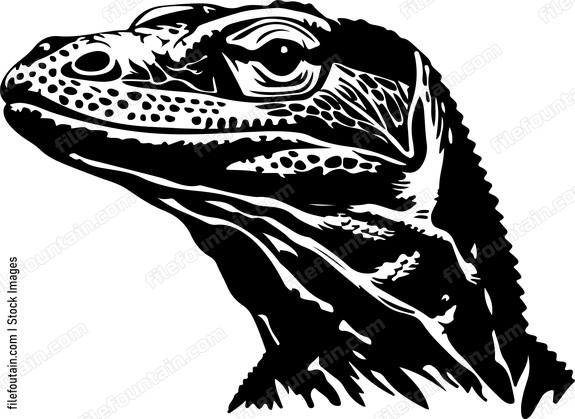 Komodo dragon head