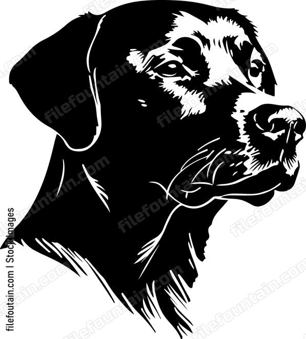 Labrador