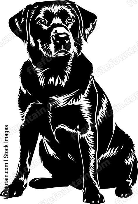 Labrador