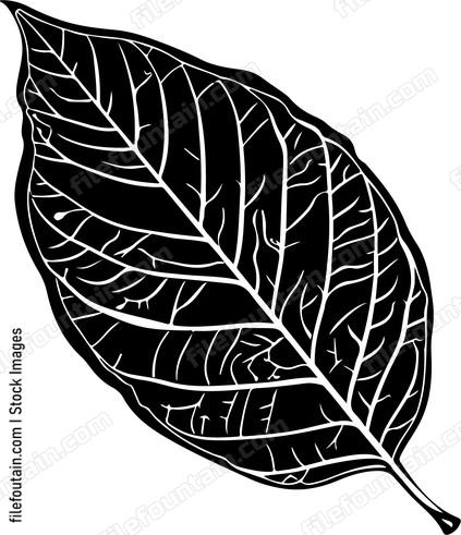 Leaf Texture