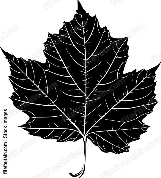 Leaf Texture