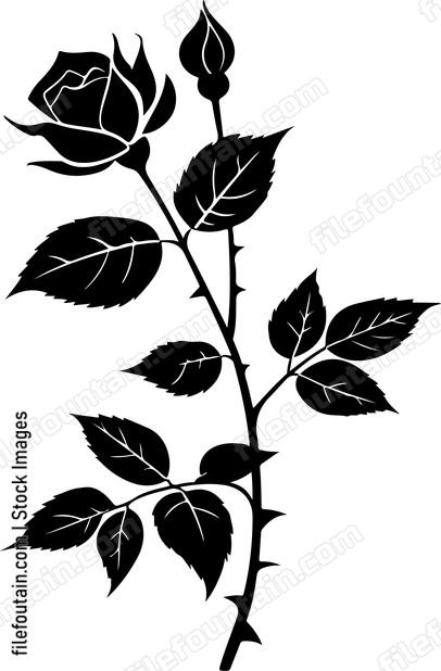 Leaves Of Rose Stem