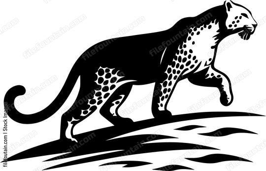 Leopard marking its territory with a distinctive scent