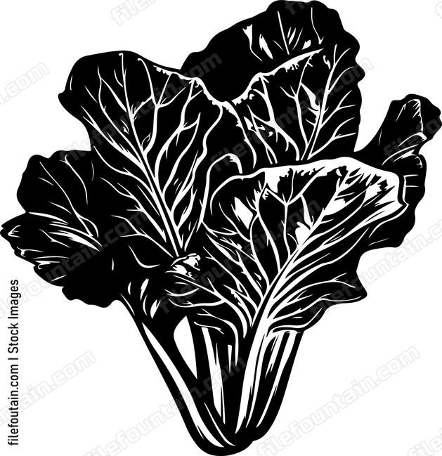 Lettuce