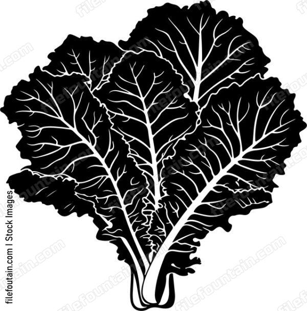 Lettuce