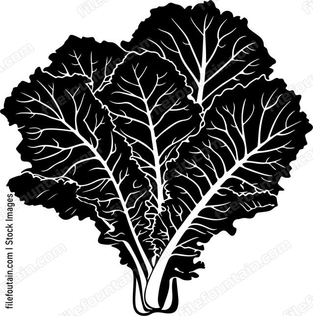 Lettuce