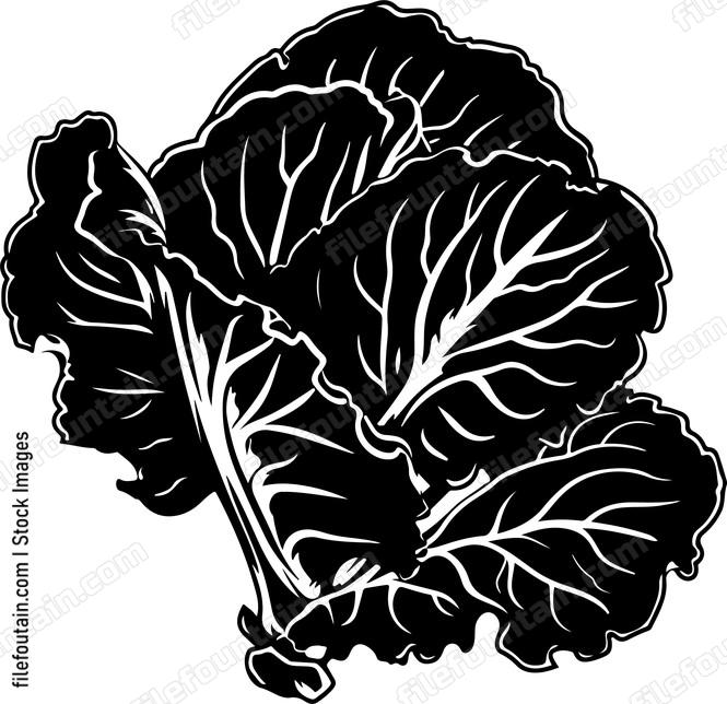 Lettuce