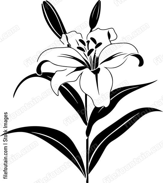 Lily Flower