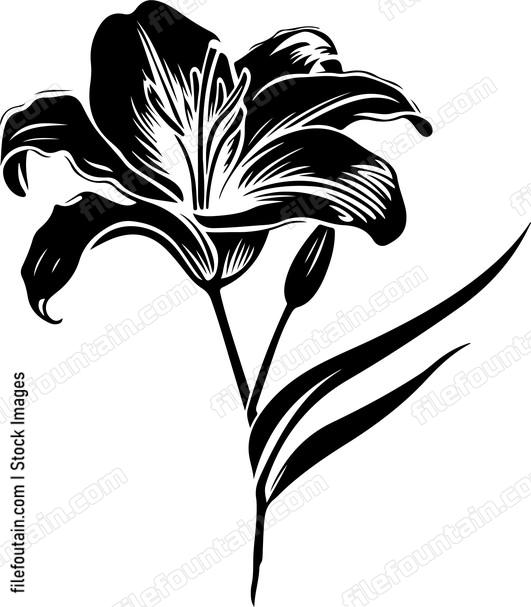 Lily Flowers