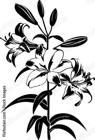 Lily Flowers