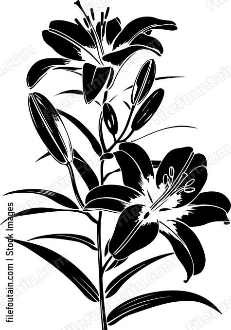 Lily Flowers