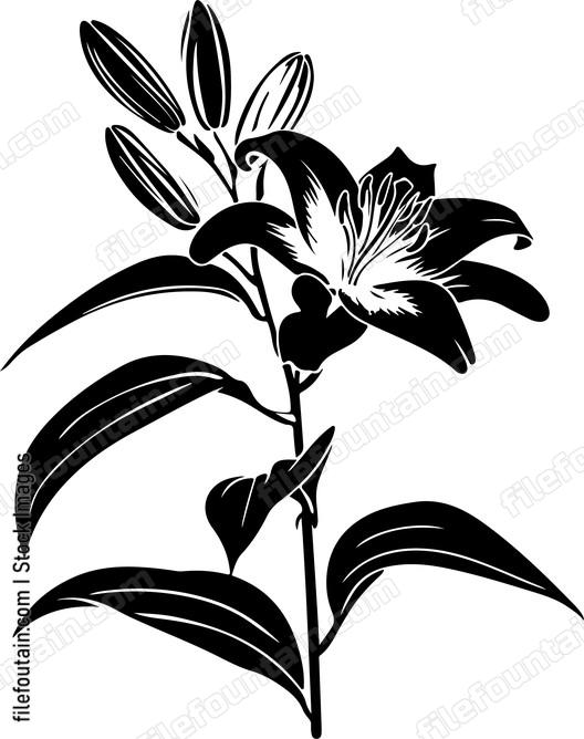 Lily Flowers