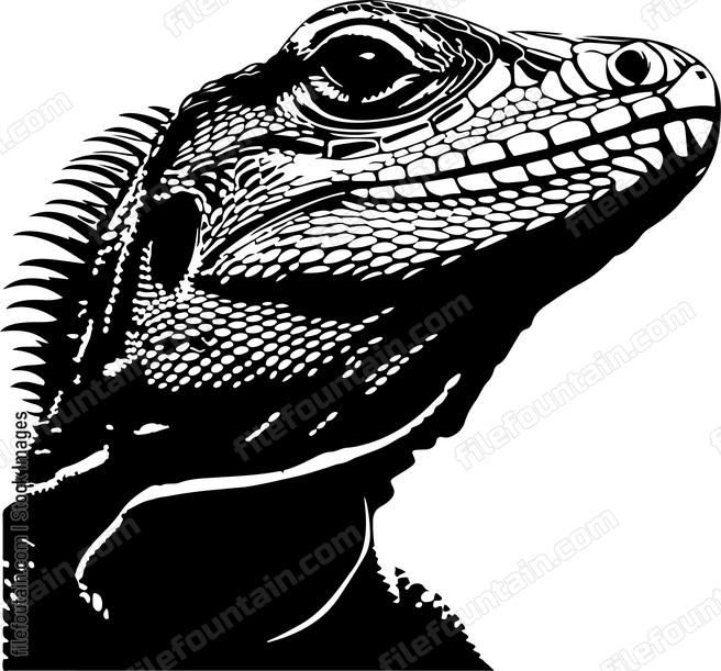 Lizard Close Up