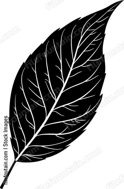 Long Leaf