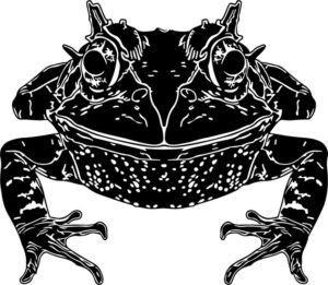 Long Nosed Horned Frog
