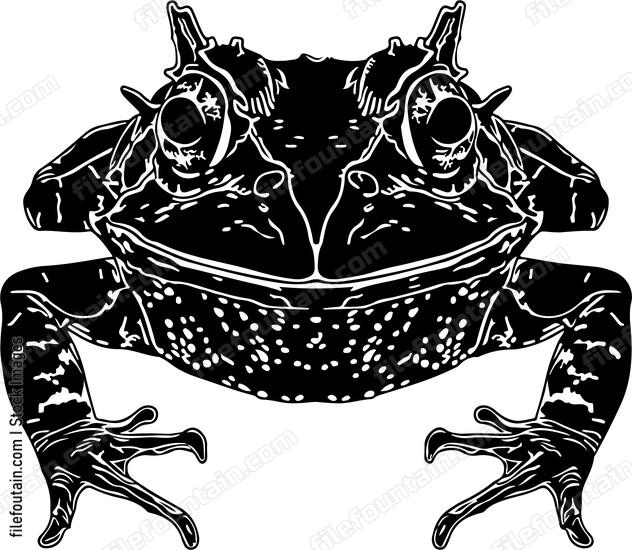 Long Nosed Horned Frog