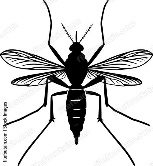 Mosquito