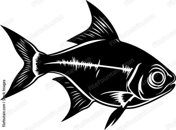 Neon Tetra
