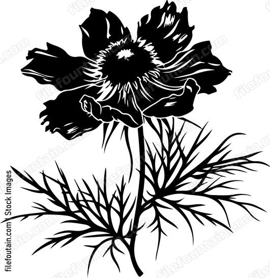 Nigella Flower