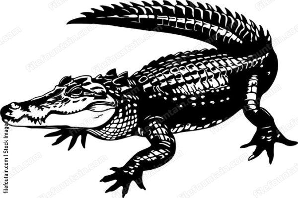 Nile Crocodile