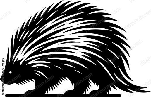 North American Porcupine