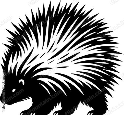 North American Porcupine