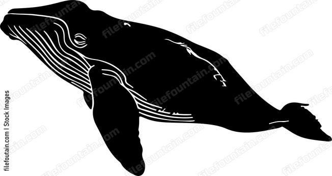 North Atlantic Right Whale