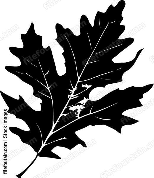 Oak Leaf