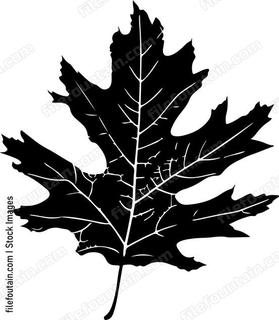Oak Leaf
