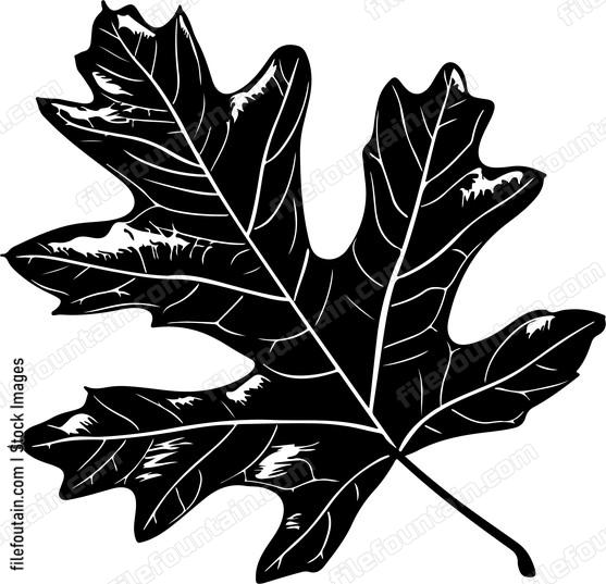 Oak Leaf