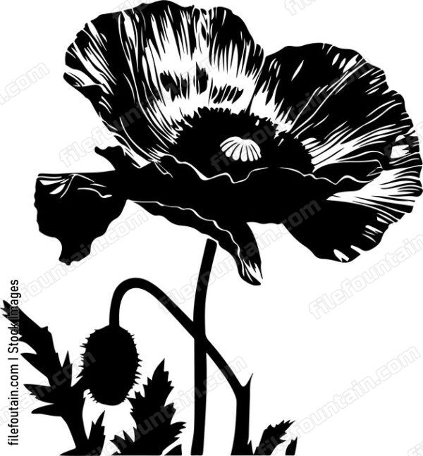 Orange Poppy