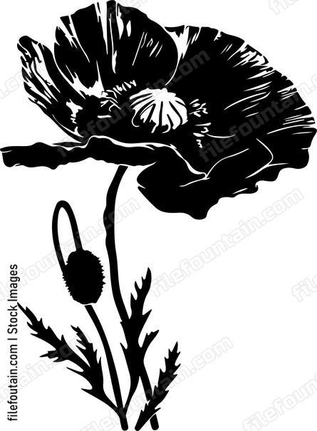 Orange Poppy