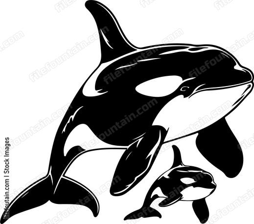 Orca Mother And Baby