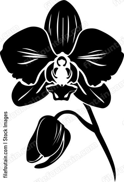 Orchid Flower