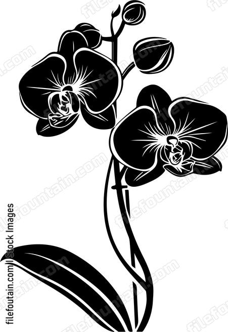 Orchid Flower