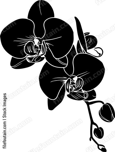 Orchid Flower