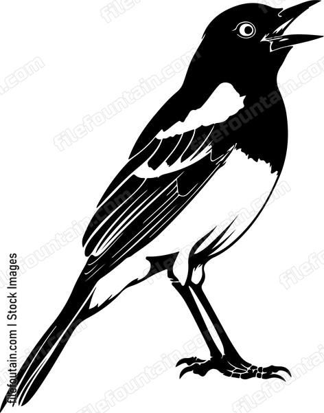 Oriole