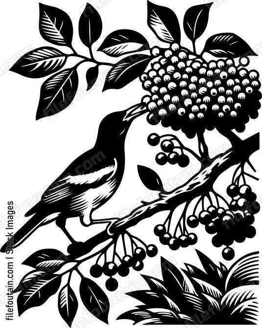 oriole foraging for berries in a fruit laden tree