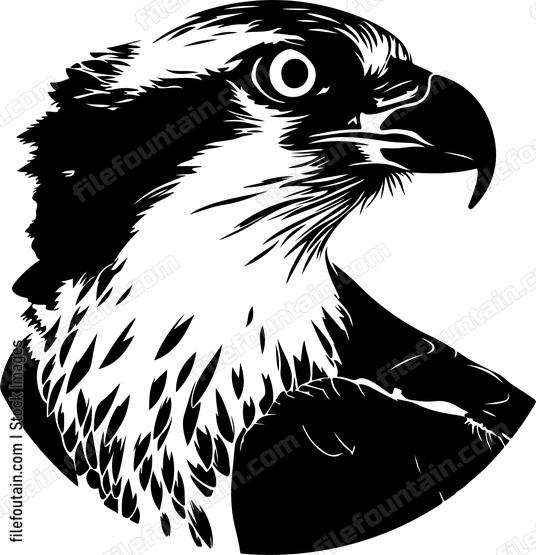 Osprey Head