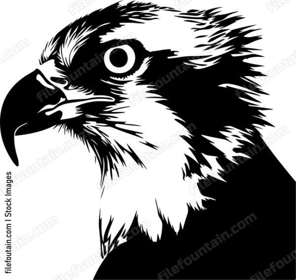 Osprey Head