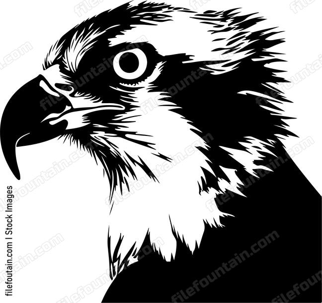 Osprey Head