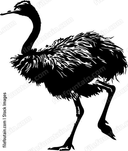 Ostrich Running