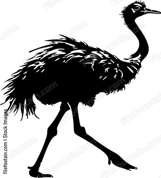 Ostrich Running
