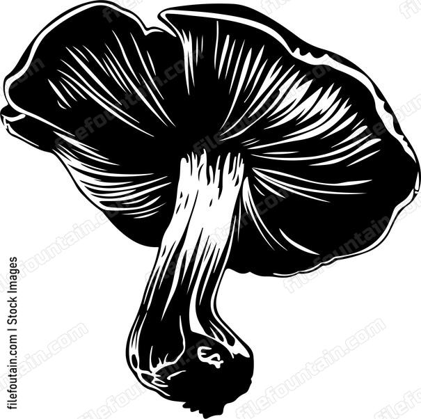 Oyster Mushroom